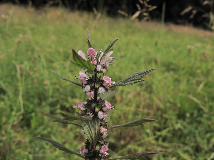 Leonurus cardiaca